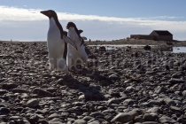 Adélie Pinguine auf Cape Adare, Antarktis