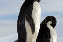 Adélie Pinguine auf Petermann Island, Antarktische Halbinsel