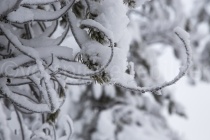 Detail eines schneebedeckten Baumes