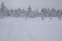 schneebedeckte Bäume bei Luosto