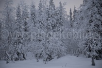 schneebedeckte Bäume bei Luosto