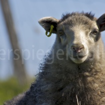 Schaf auf der Insel Flatey, Island
