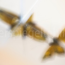 Spiegelungen von Schmetterlingen in einer Spiegelkonstruktion