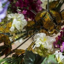 Spiegelungen von Schmetterlingen und Blumen in einer Spiegelkonstruktion