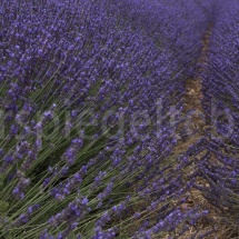 violettes Lavendelfeld in der Provence