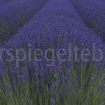 bläuliches Lavendelfeld in der Provence