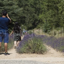 Touristen fotografieren die Lavendelreihen bei der Abbaye de Sénanque in der Provence