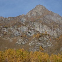 Bergpanorama mit gelben Lärchen