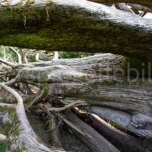 Umgestürzter und freigelegter Baum im Giardino inglese im Park der Reggia die Caserta