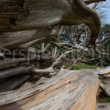 Umgestürzter und freigelegter Baum im Giardino inglese im Park der Reggia die Caserta