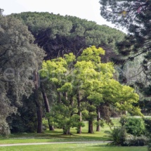Bäume im Giardino inglese der Reggia di Caserta