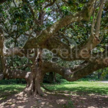 Baum beim Castelluccia im Park der Reggia di Caserta