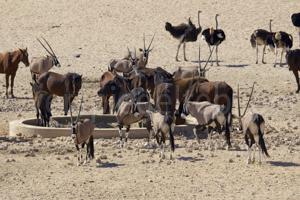 Wasserloch mit Pferden, Straussen und Oryx Antilopen bei Helmeringhausen, Namibia