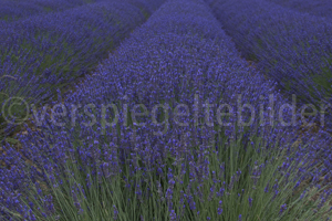 bläuliches Lavendelfeld in der Provence